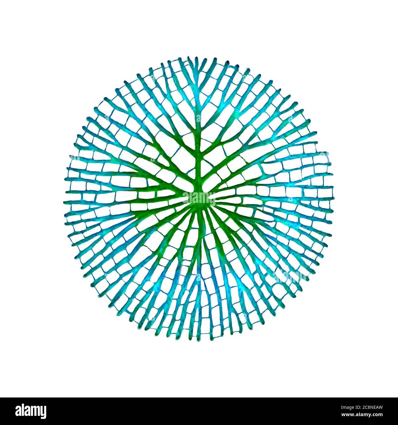 Corail rond turquoise isolé sur fond blanc. Illustration nautique. Banque D'Images