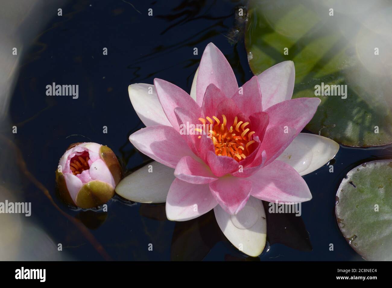 rose nénuphar et bokeh flou d'arrière-plan d'été Banque D'Images