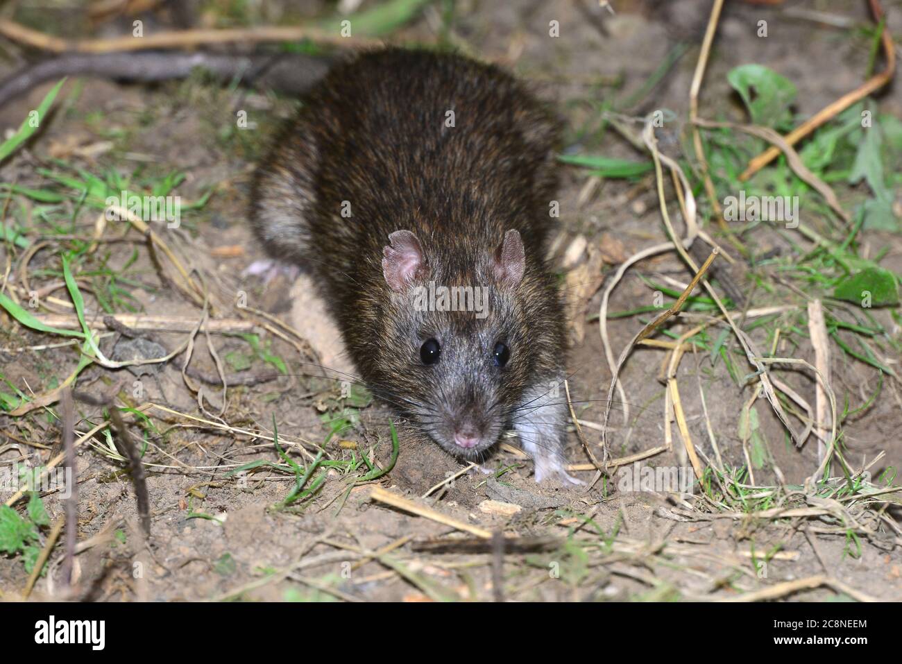 rat brun Banque D'Images