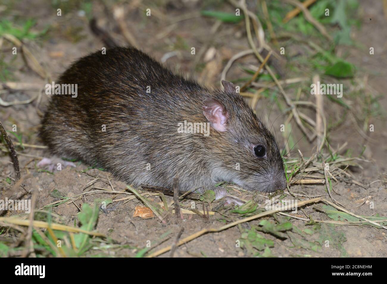 rat brun Banque D'Images