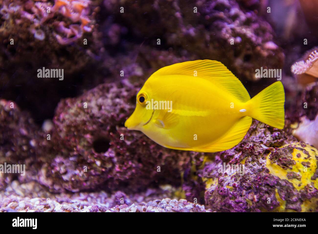 Aquarium marin poissons tropicaux, queue jaune, Zebrasoma, couleur vive, monde sous-marin. Banque D'Images