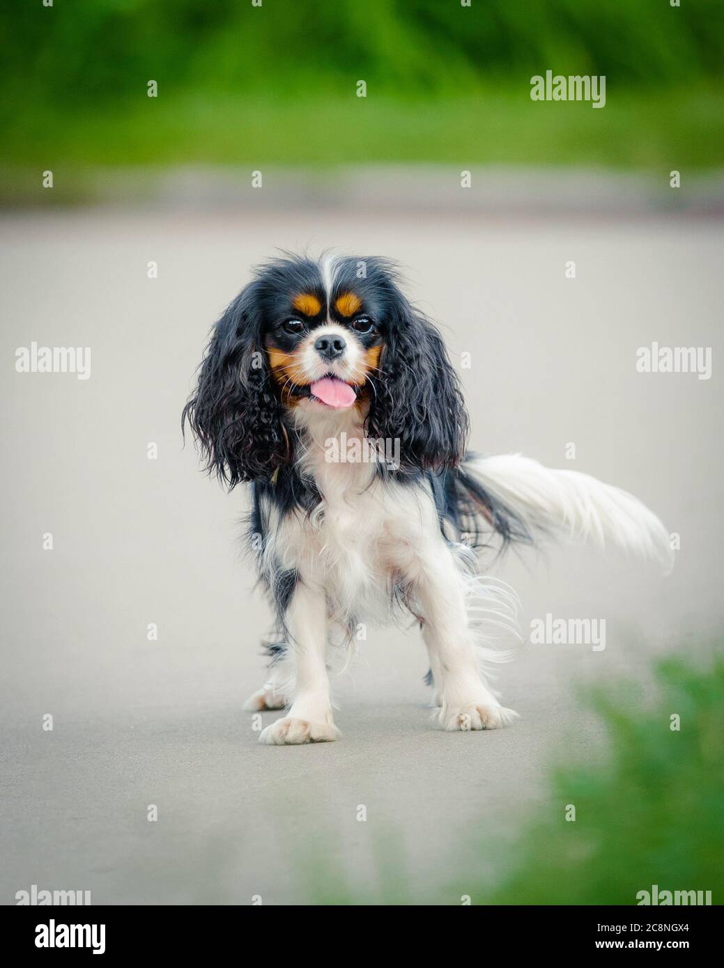 Jeune cavalier King charles chien d'Espagne dans le parc d'été Banque D'Images