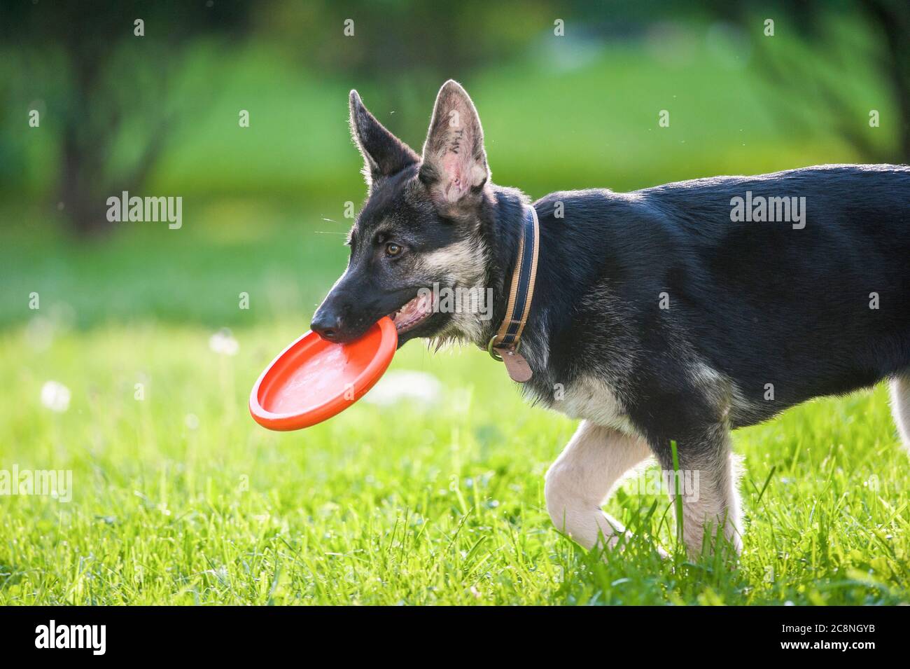 Mignon chiot de berger d'europe de l'est avec disque de frisbie en été Banque D'Images