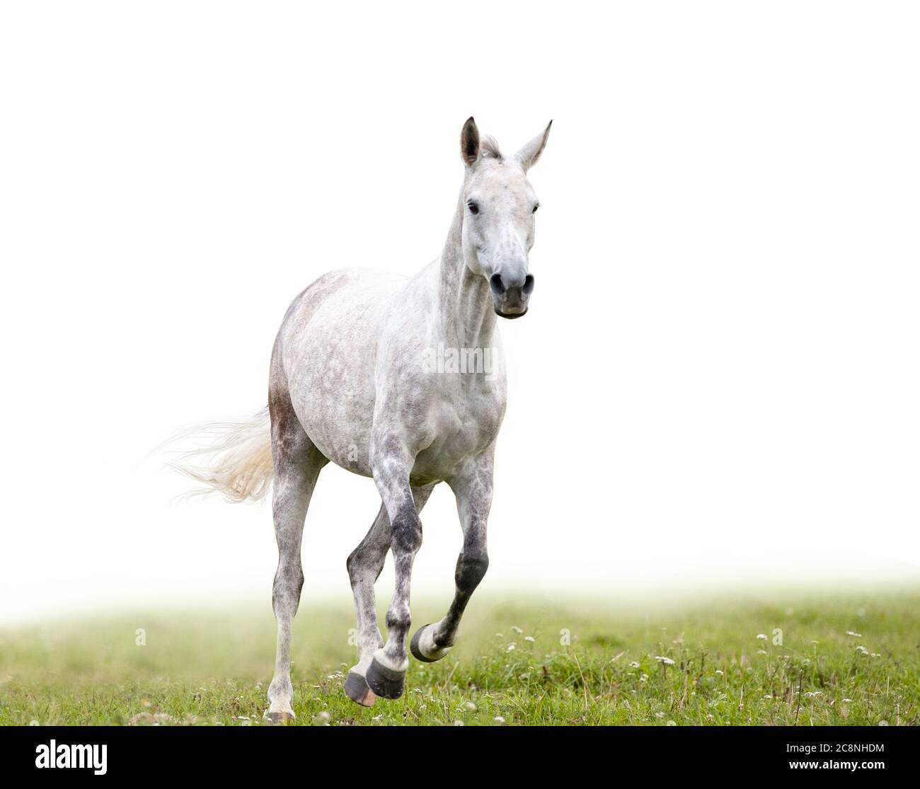 Le cheval gris de dapple court dans le champ isolé avec arrière-plan blanc derrière lui Banque D'Images
