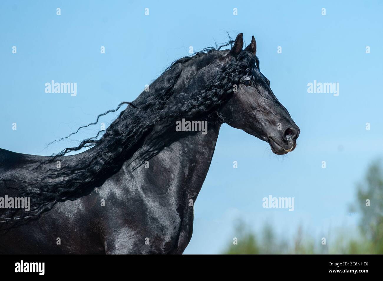 Superbe étalon frison sur fond bleu ciel Banque D'Images