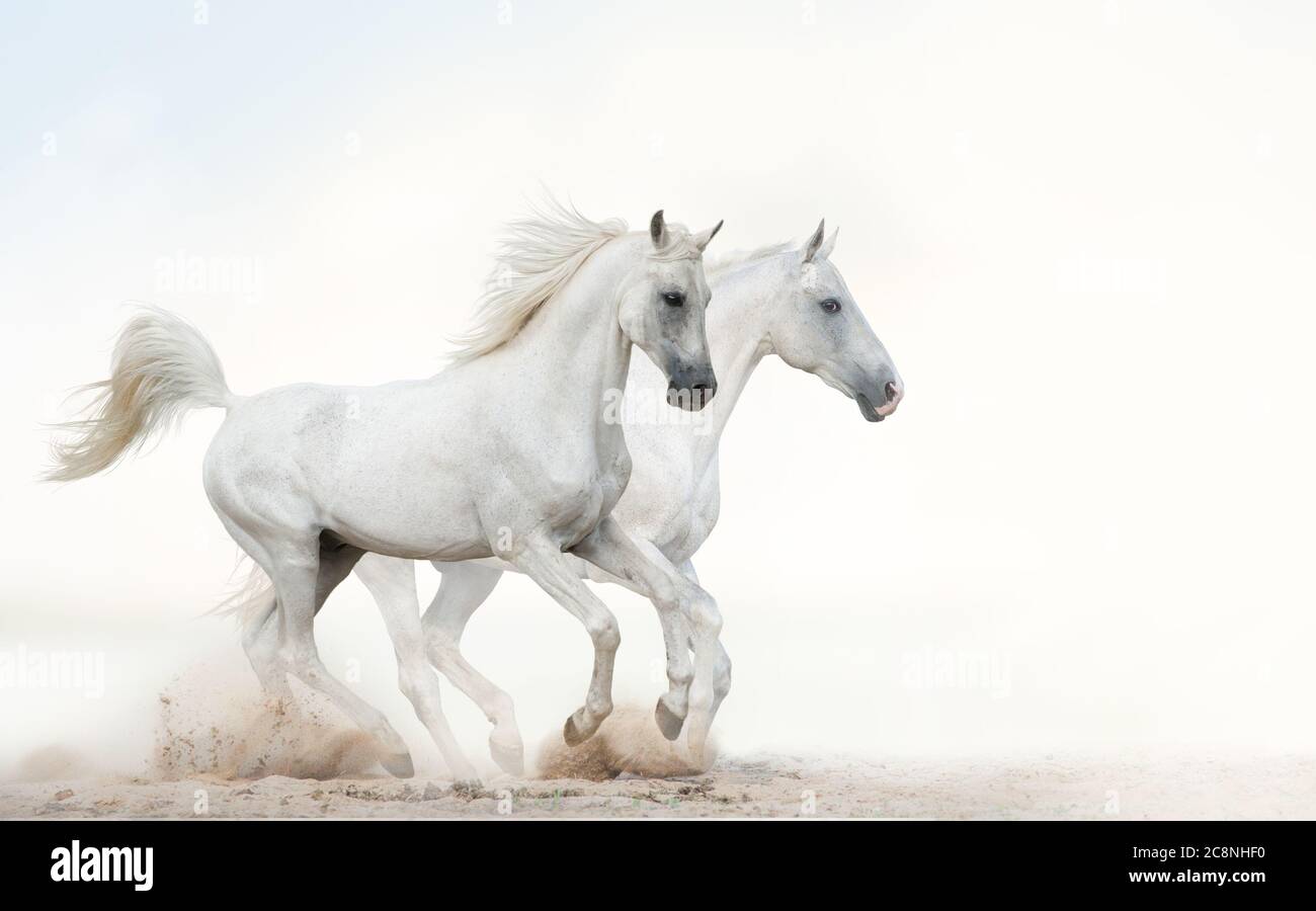 Deux magnifiques chevaux blancs enneigés qui s'exécutent ensemble sur fond clair Banque D'Images