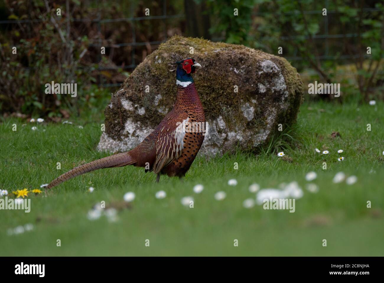 Faisan (Phasianus colchius), portrait masculin, Dumfries SW Ecosse Banque D'Images