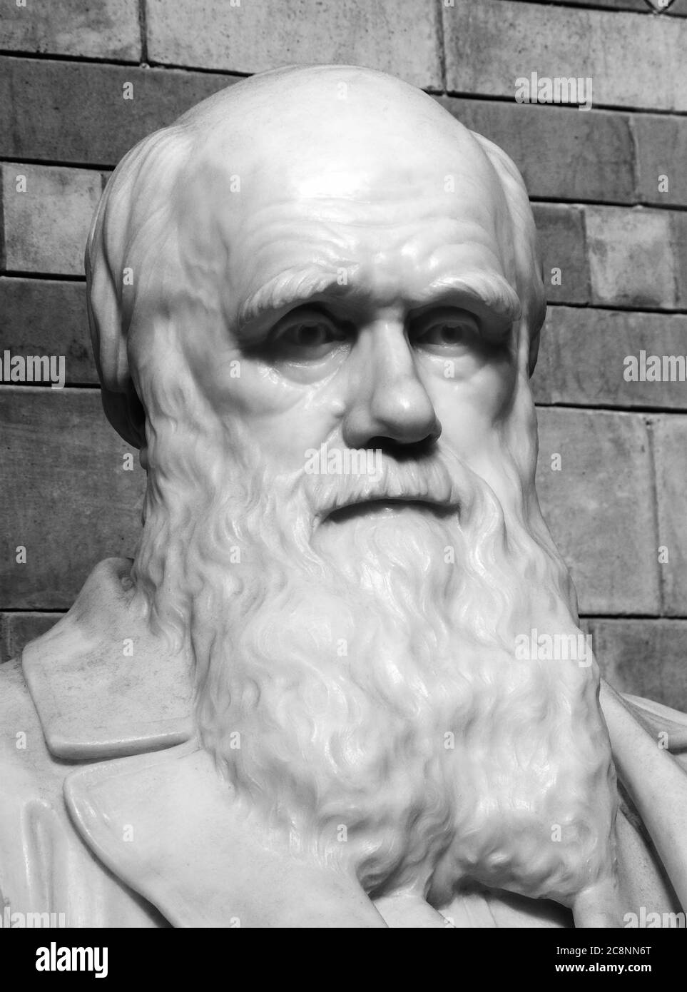 Statue commémorative Charles Darwin placée dans le hall central du Musée d'Histoire naturelle en 1885, Londres Angleterre Royaume-Uni a noté pour son travail sur l'évolution et Banque D'Images