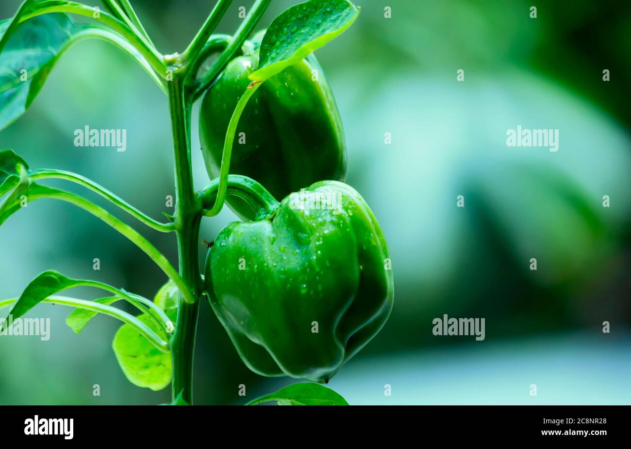 Belle plante de Capsicum dans mon jardin Banque D'Images