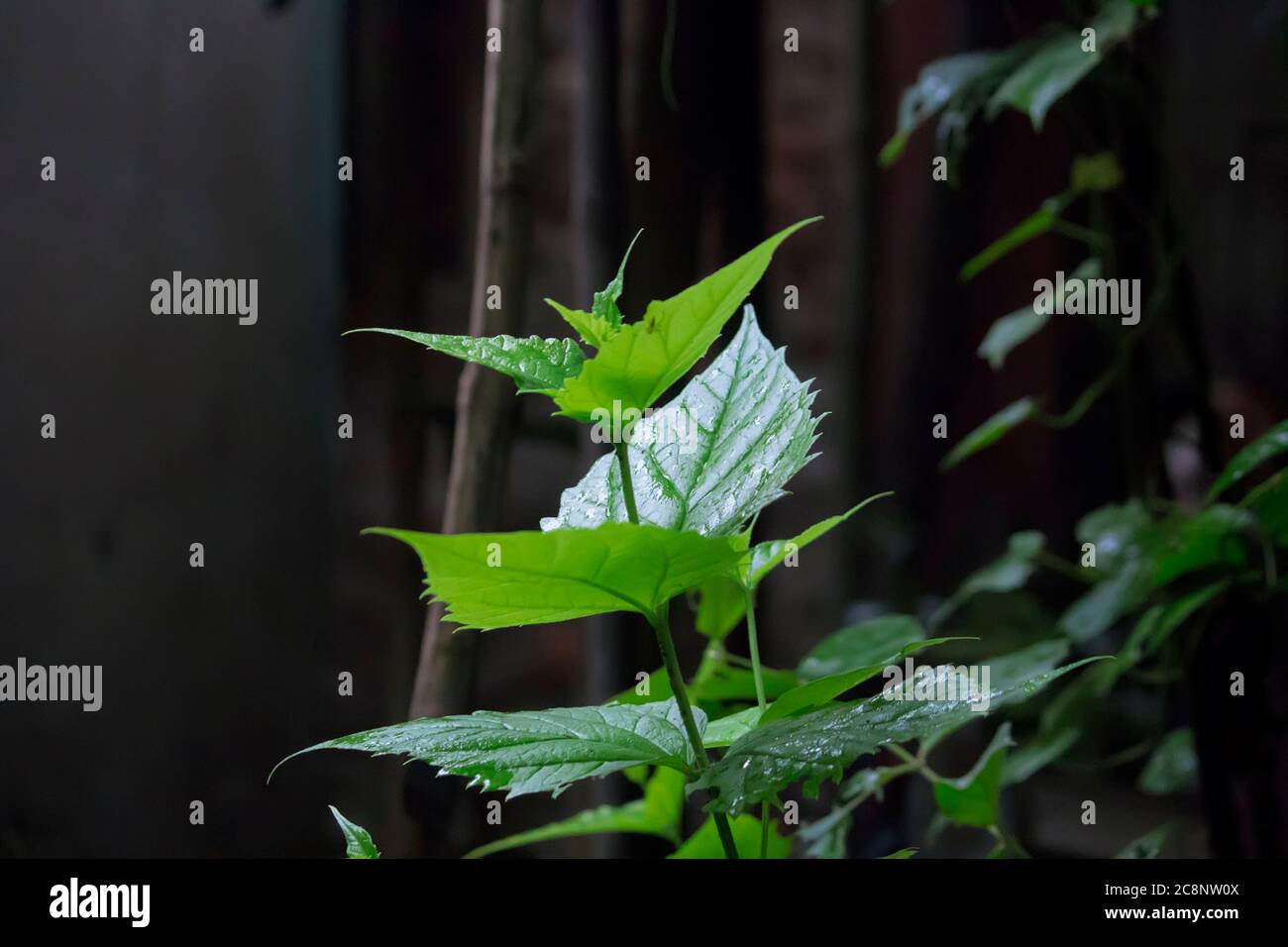 Feuilles vertes dans la forêt à la lumière du soleil Banque D'Images