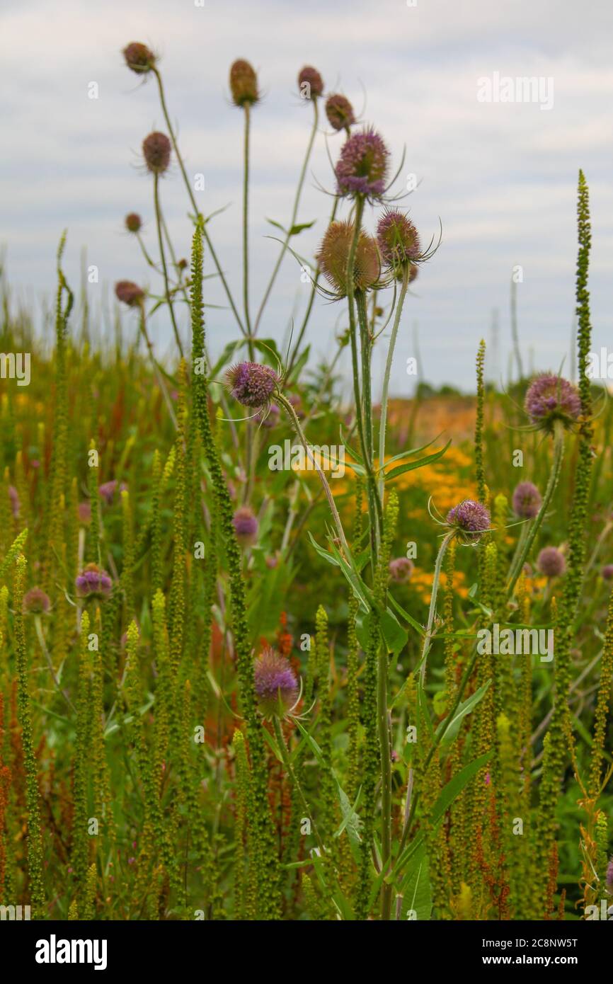 Prairie, thistles, chardon, fougères, mauvaises herbes, plante, types, herbage, riche en espèces, fleurs, herbage commun, fleur sauvage, genre Ragwort Senecio. Banque D'Images