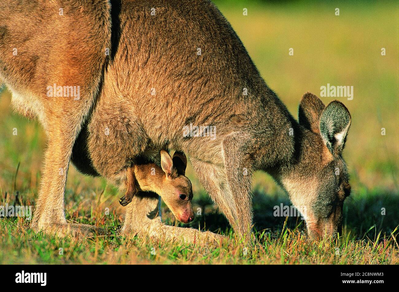 Mere Kangourou Portant Un Bebe Kangourou Dans Sa Poche A Ventre Paturage De L Herbe Photo Stock Alamy
