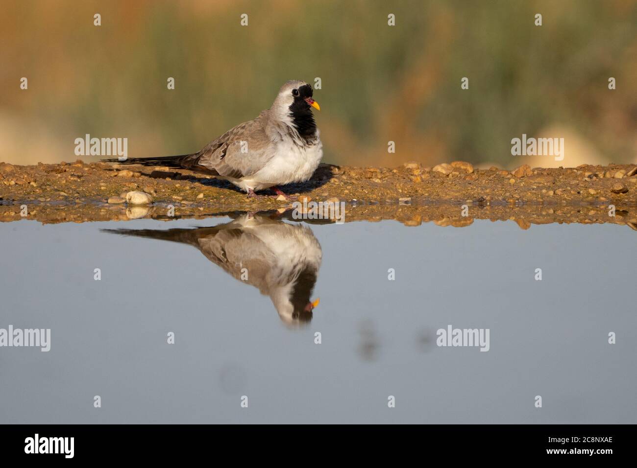 La colombe Namaqua (Oena capensis) vient boire de l'eau dans le désert Banque D'Images
