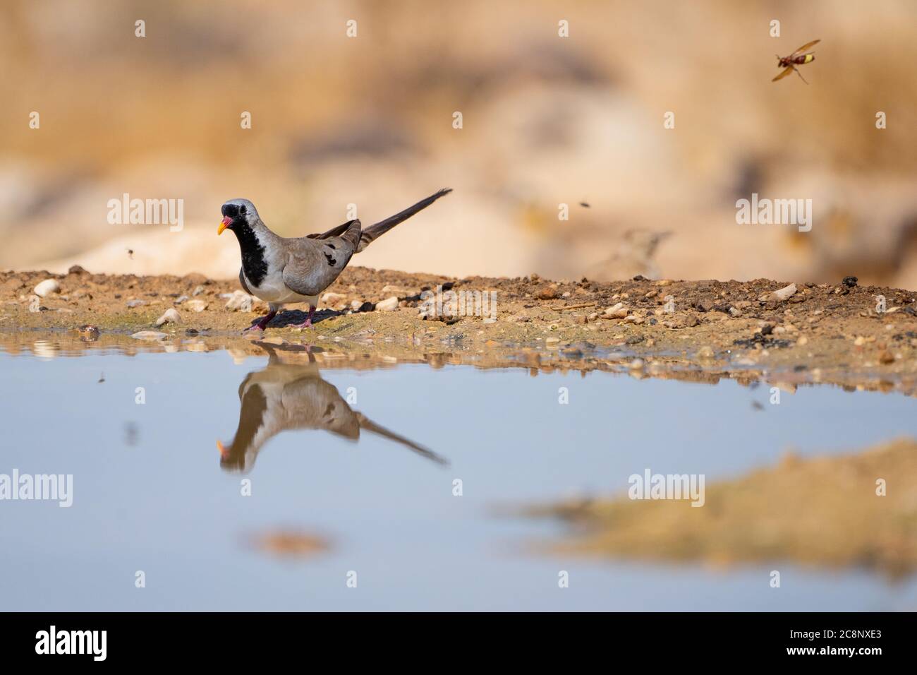 La colombe Namaqua (Oena capensis) vient boire de l'eau dans le désert Banque D'Images