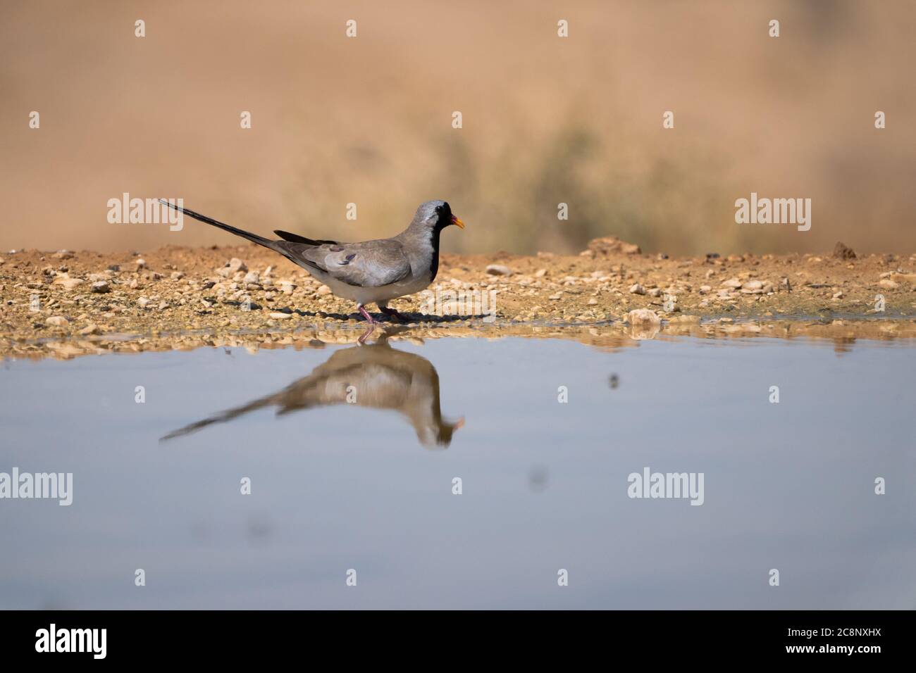 La colombe Namaqua (Oena capensis) vient boire de l'eau dans le désert Banque D'Images