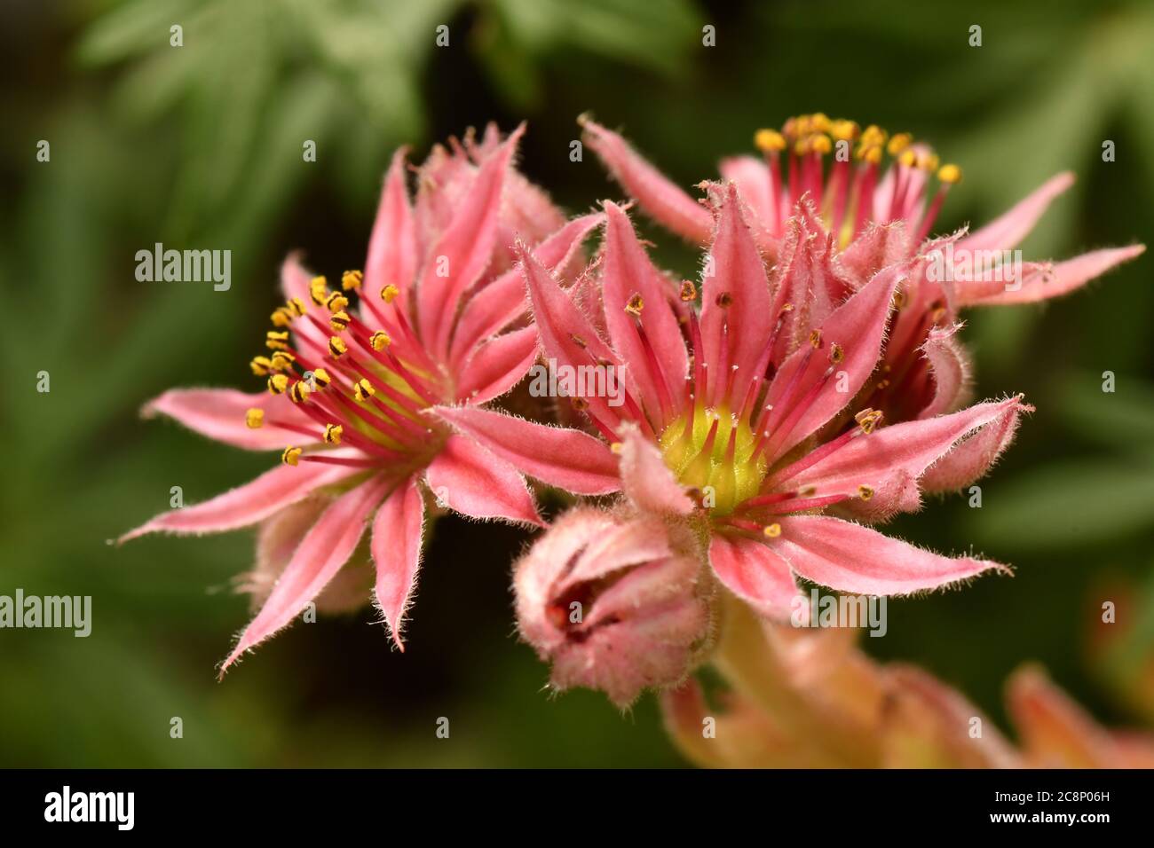Gros plan de la fleur de Sempervivum, Jobivara ‘conseils rouge’, rosettes pérennes vivaces avec des feuilles vertes charnues. Banque D'Images