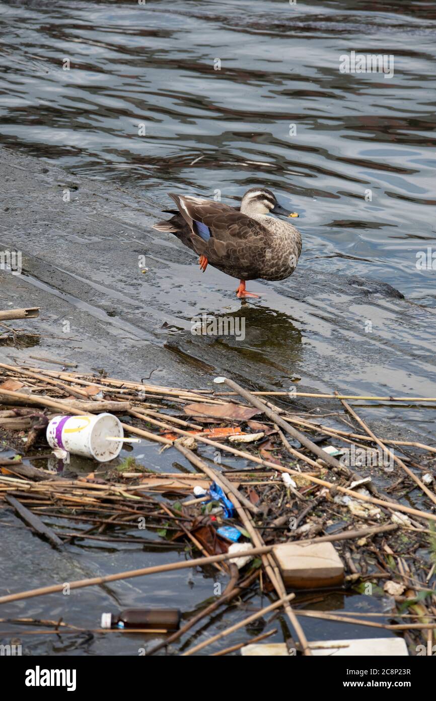 Canard debout avec un pied sur les ordures flottantes dans la rivière. Banque D'Images