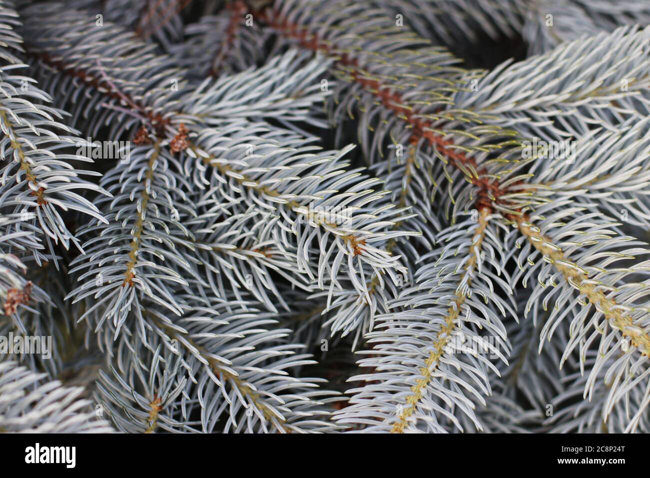 Le fond de l'aiguille bleue dans le parc Banque D'Images