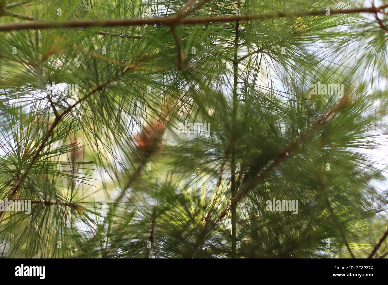 Le fond de la Fir-Needle verte dans le parc Banque D'Images