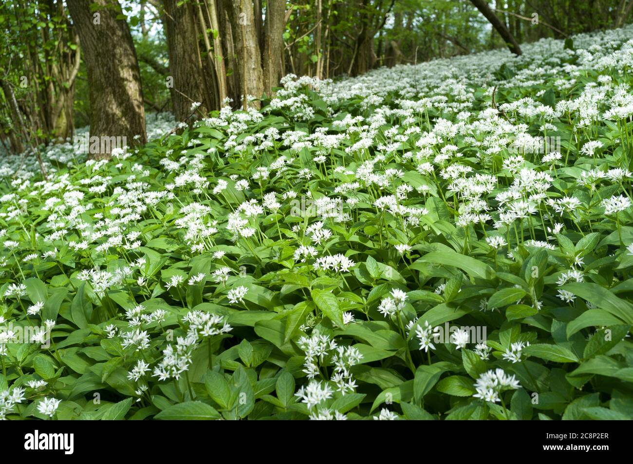Ail sauvage (Allium ursinum) croissant dans un bois, près de Busser Hill, Nr. Petersfield, Hampshire, Royaume-Uni. 11 mai 2015 Banque D'Images