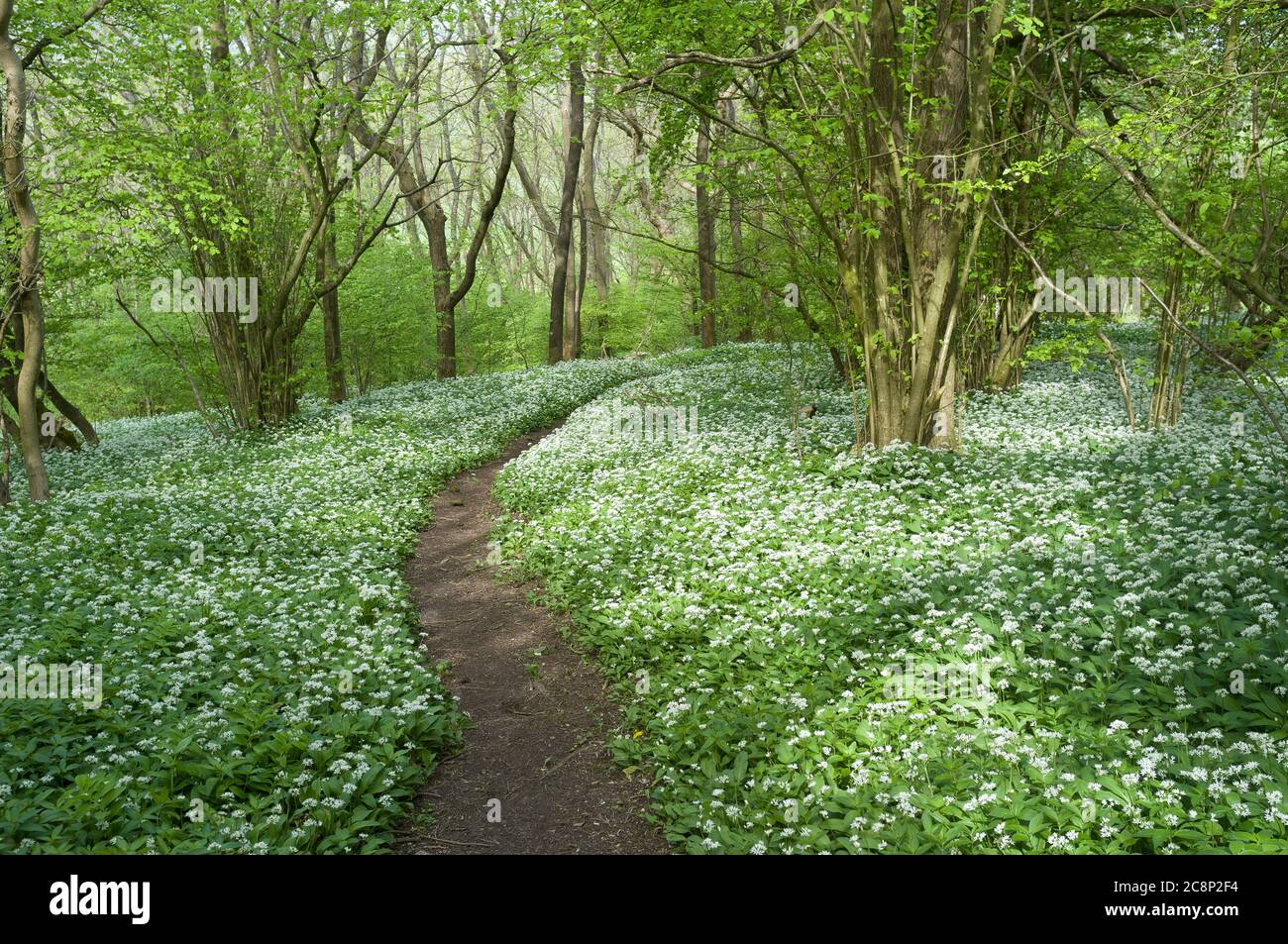 Ail sauvage (Allium ursinum) croissant dans un bois, près de Busser Hill, Nr. Petersfield, Hampshire, Royaume-Uni. 11 mai 2015 Banque D'Images