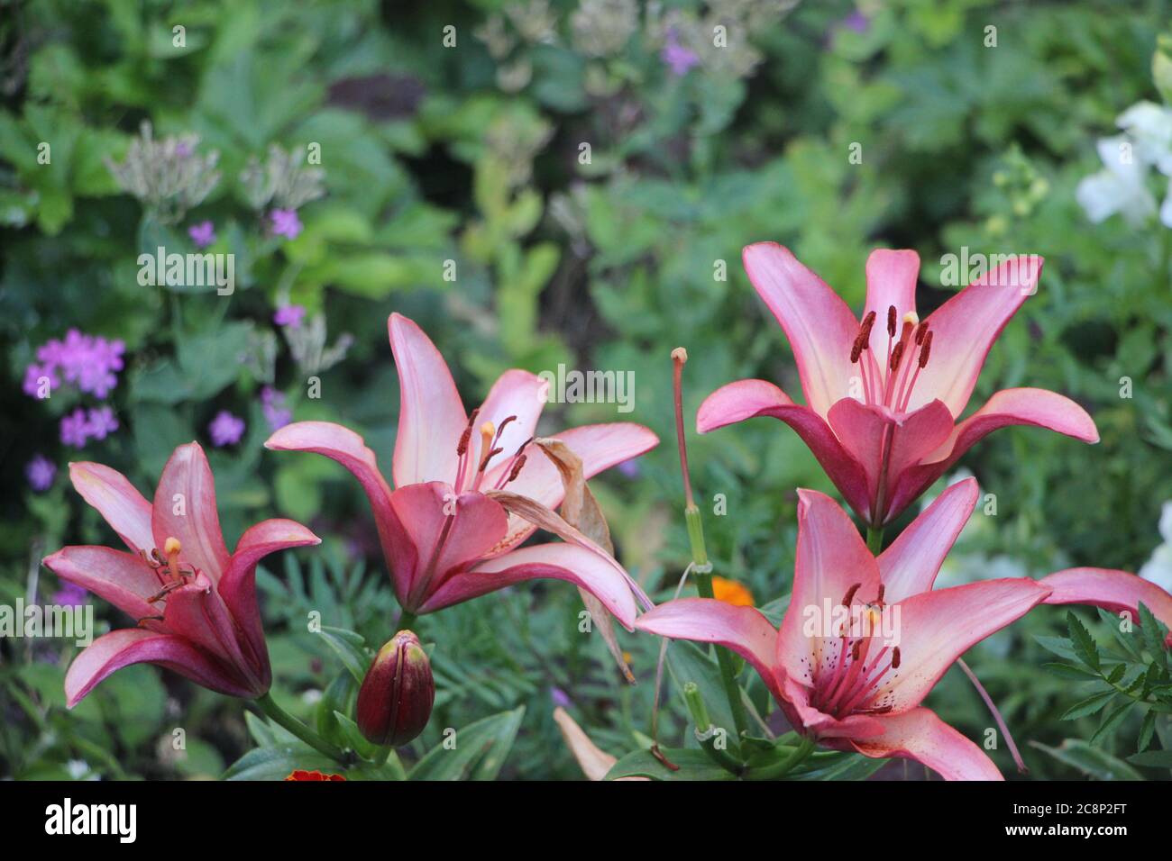 Les lillies roses en fleur qui poussent dans le jardin entre autres fleurs Banque D'Images