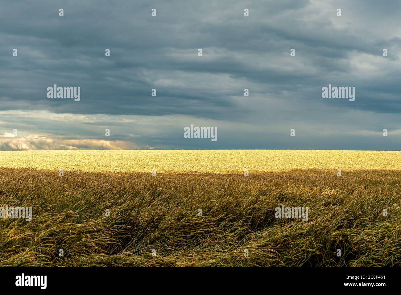 Temps spectaculaire - nuages de tempête au-dessus d'un champ de maïs ensoleillé en été Banque D'Images