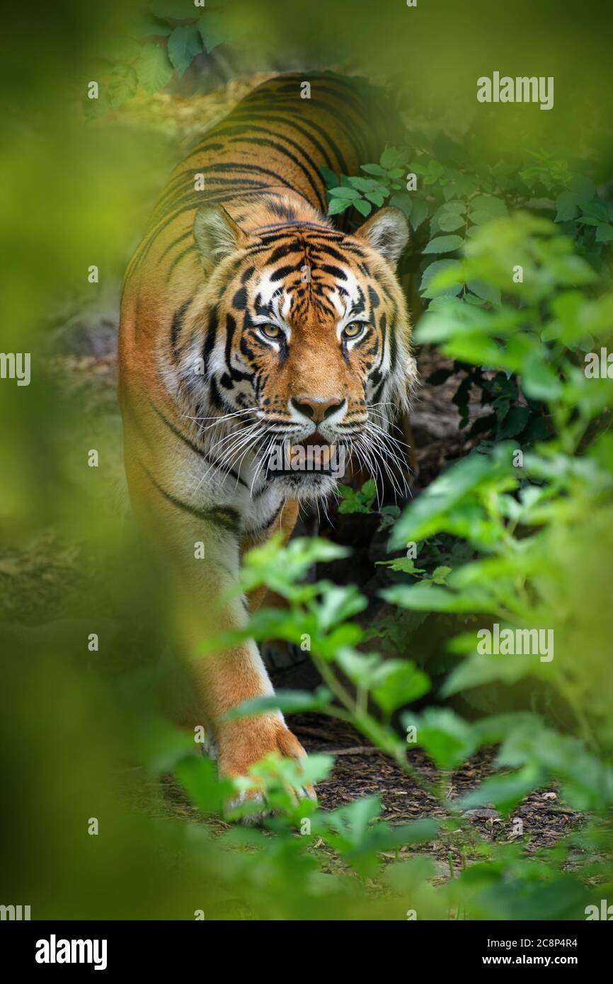 Tigre, animal sauvage dans l'habitat naturel. Grand chat, animal en danger caché dans la forêt Banque D'Images