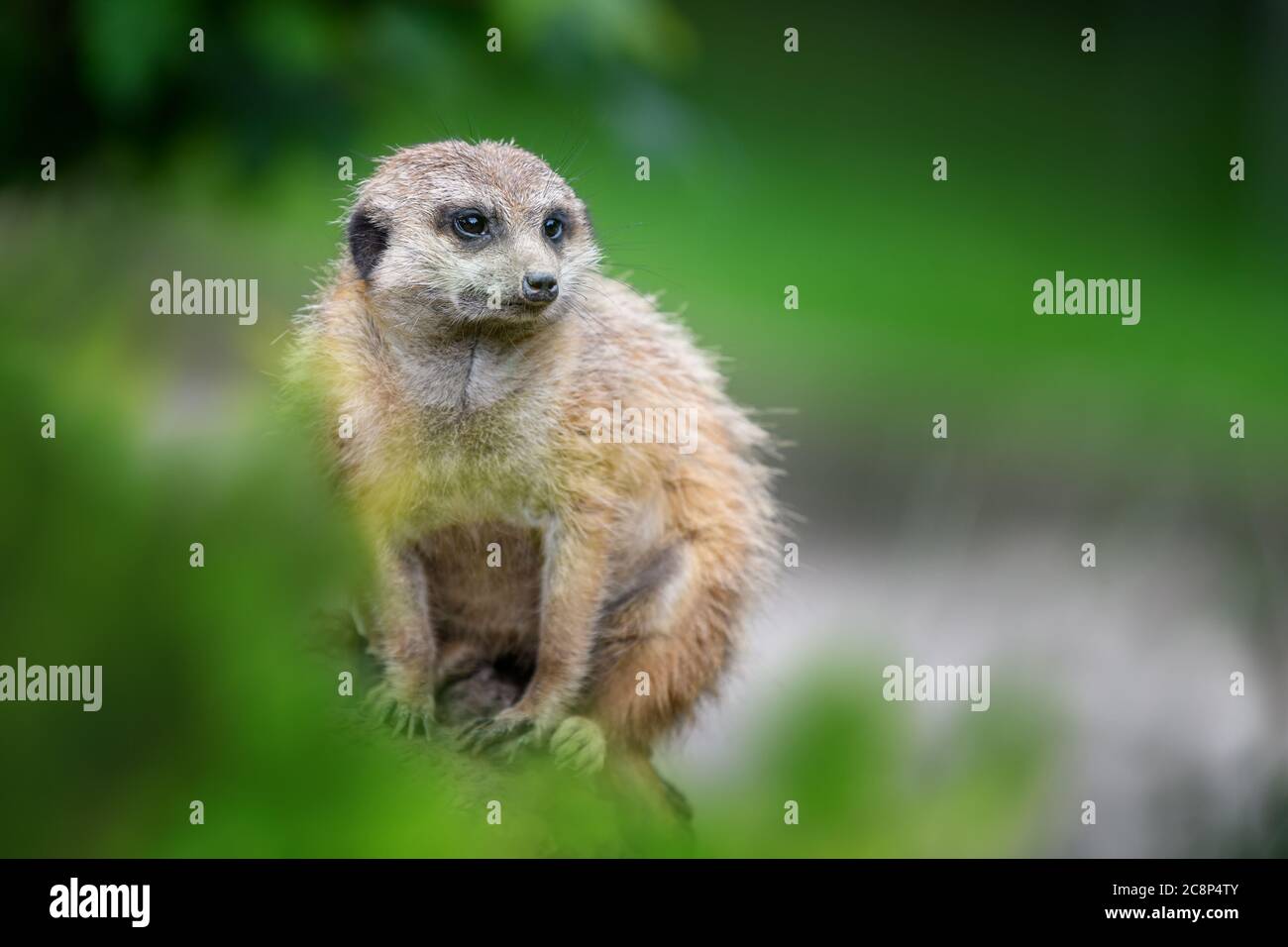 Mierkat debout à la recherche de quelque chose. Suricata suricata prédateurs sauvages dans l'environnement naturel. Scène de la faune de la nature Banque D'Images