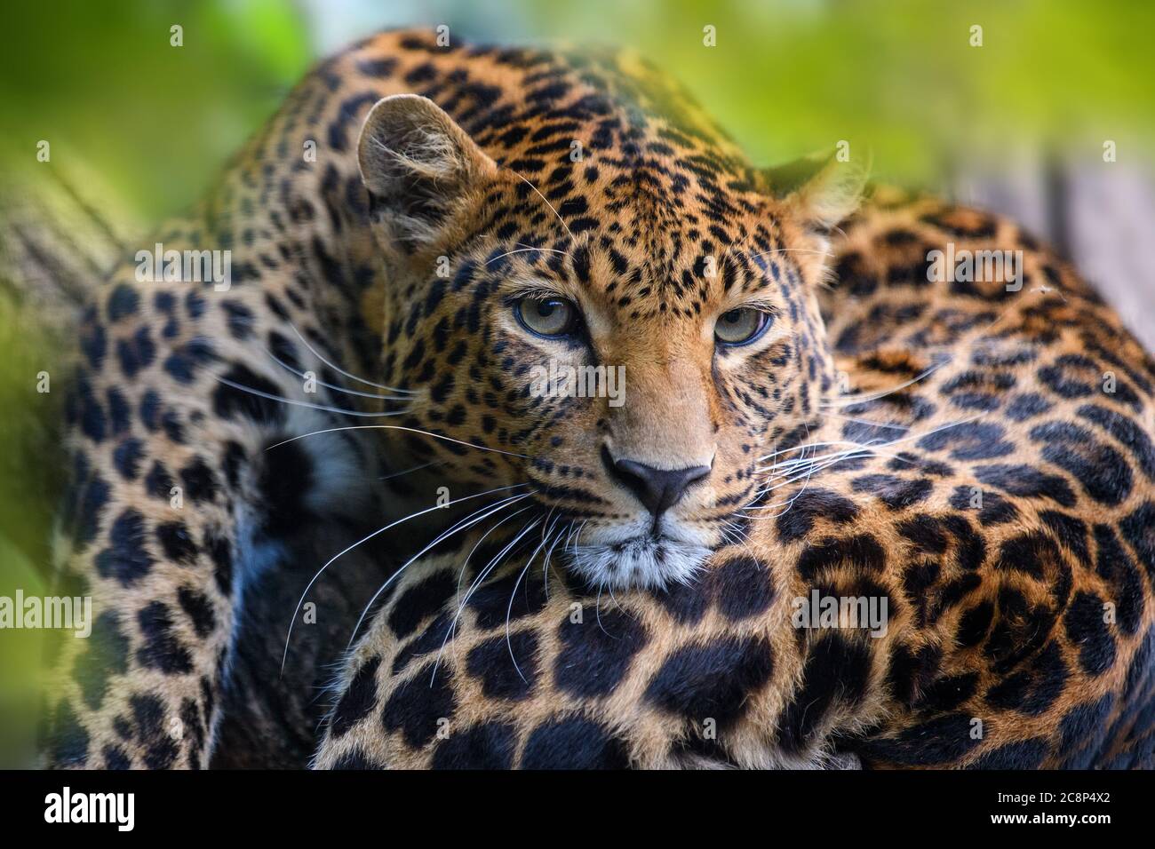 Léopard, animal sauvage dans l'habitat naturel. Grand chat caché dans la forêt Banque D'Images