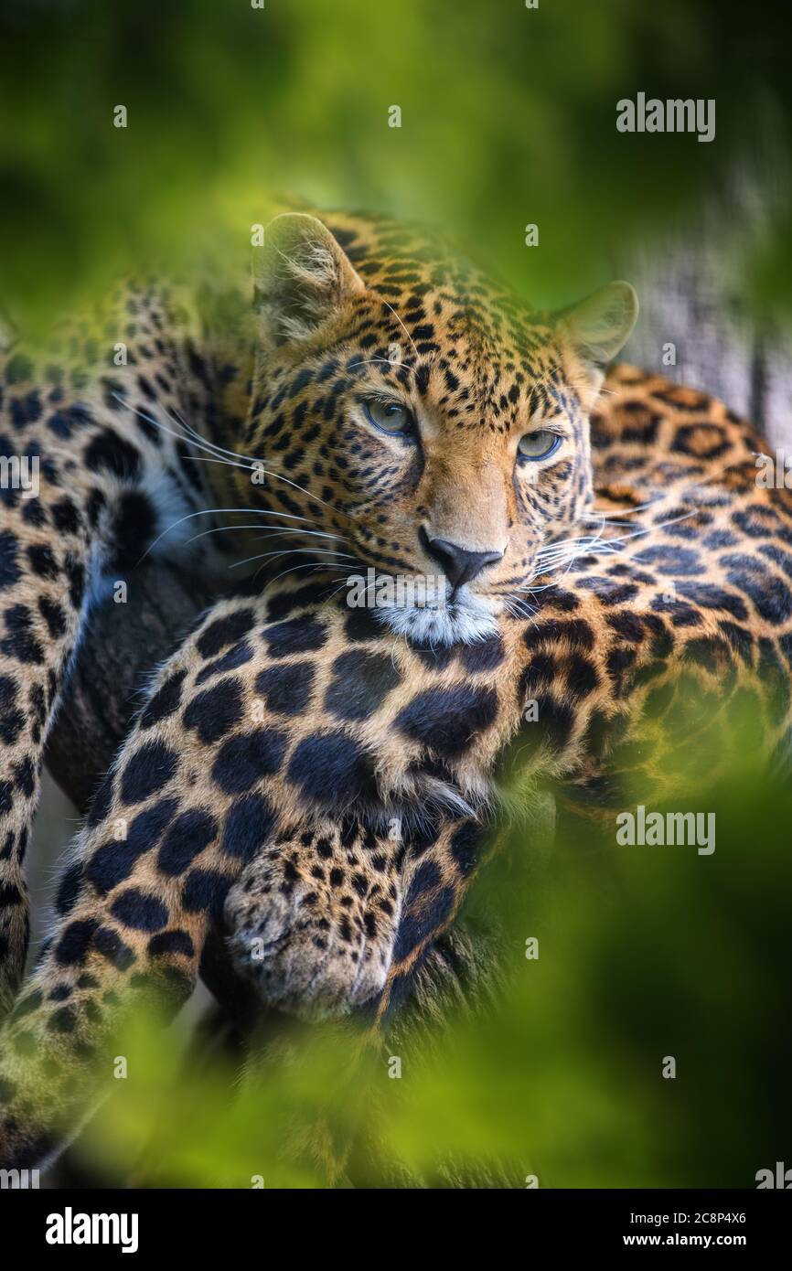 Léopard, animal sauvage dans l'habitat naturel. Grand chat caché dans la forêt Banque D'Images