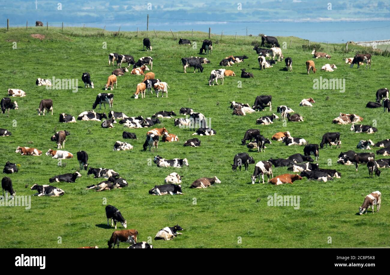 Bétail laitier dans un champ près de l'île de Whithorn, Wigtownshire, Dumfries & Galloway, Écosse Banque D'Images