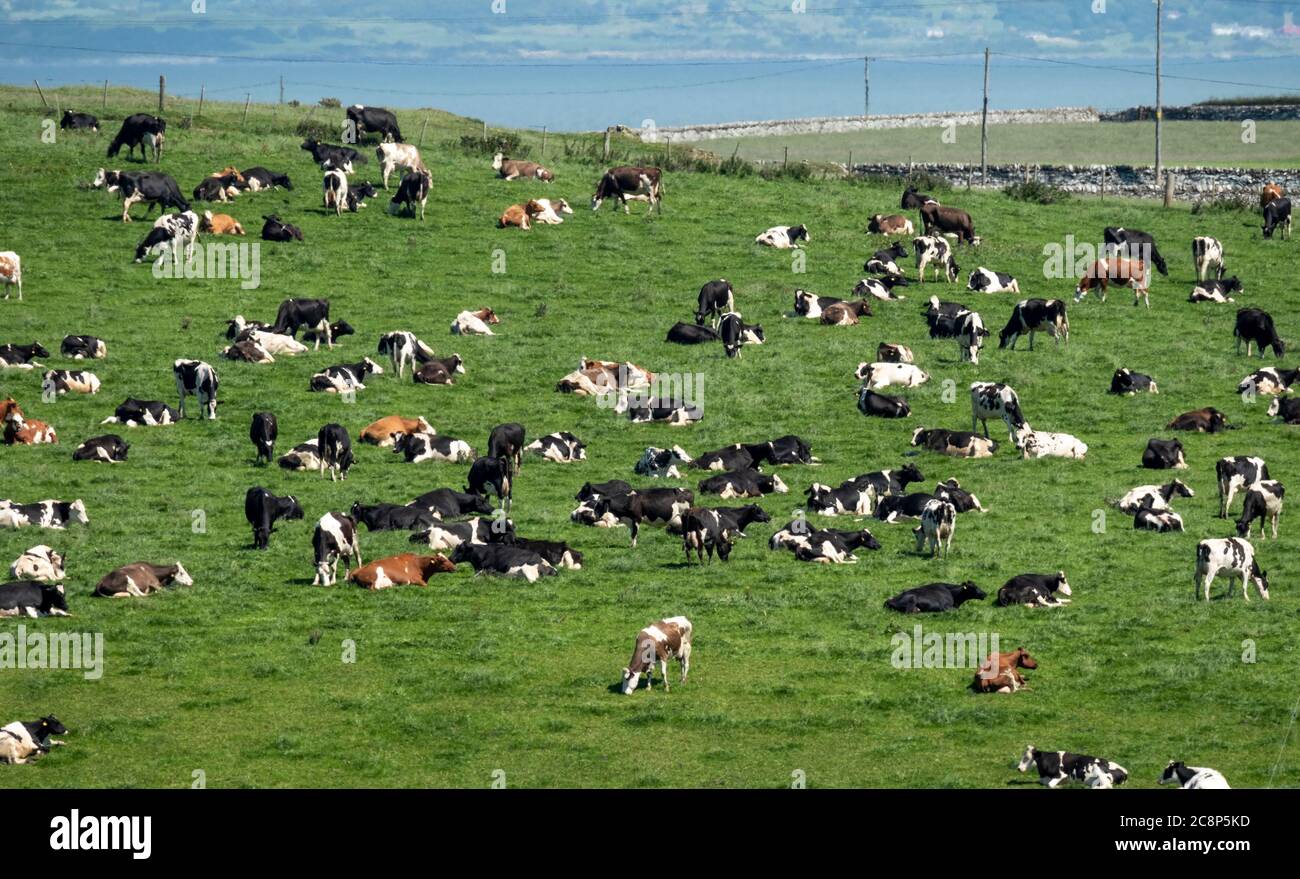 Bétail laitier dans un champ près de l'île de Whithorn, Wigtownshire, Dumfries & Galloway, Écosse Banque D'Images