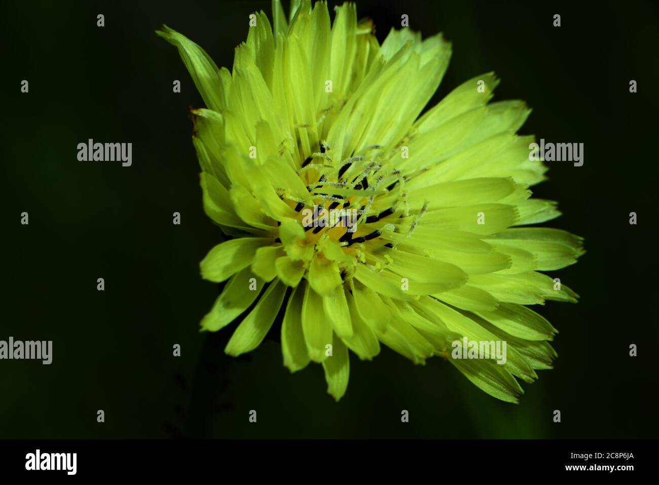 Pissenlit jaune. Banque D'Images