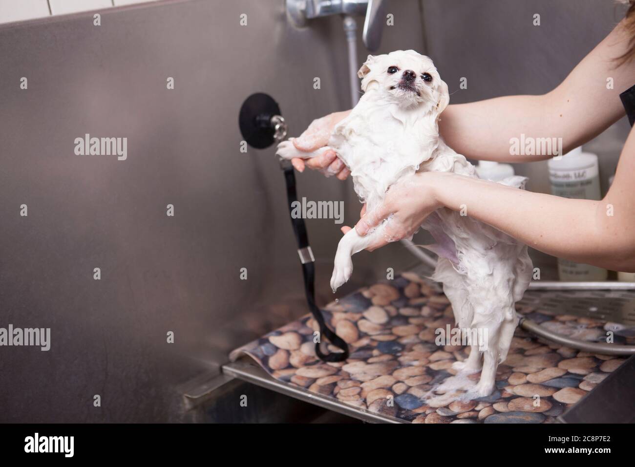 Adorable petit chien lavé avec du shampooing par un groomer professionnel au salon de beauté pour animaux de compagnie Banque D'Images