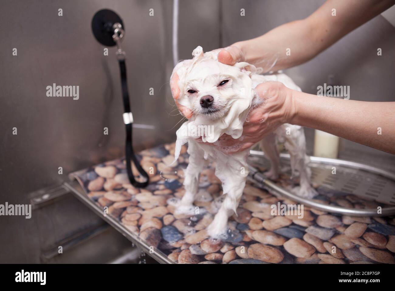 Groomer professionnel pour chien laver adorable blanc pomeranian, en utilisant le shampooing pour chien Banque D'Images