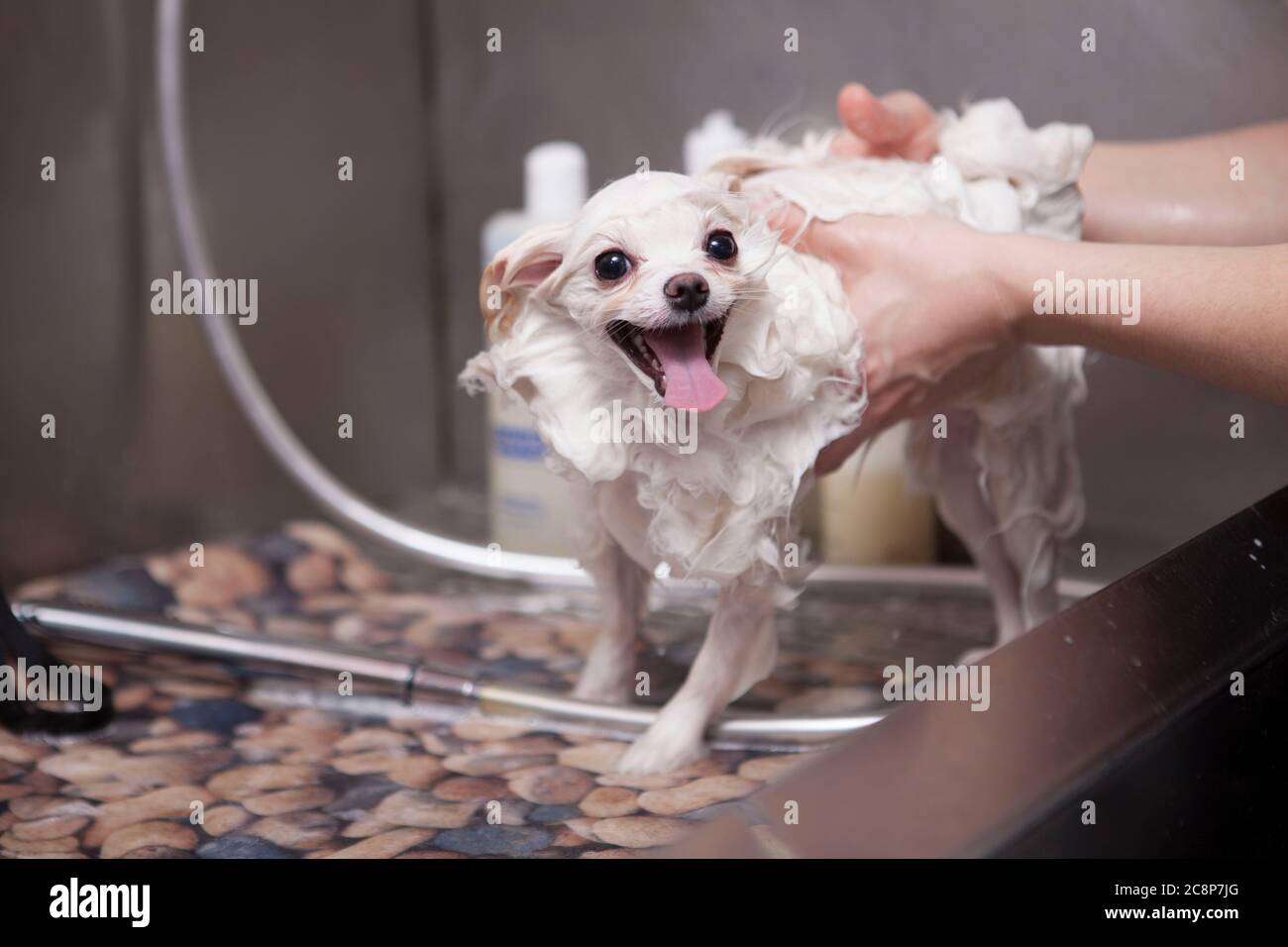 Groomer femelle méconnaissable utilisant du shampooing pour chien sur un chien pomeranien heureux et en bonne santé Banque D'Images