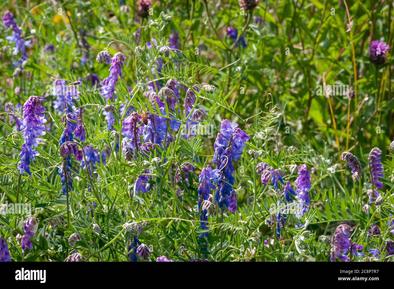 Un gros plan de la mouche touffetée, Vicia craca, aussi connu comme la mouche d'oiseau ou de bleu et la mouche boréale, poussant dans un verger dans le Yorkshire, en Angleterre. 24 juillet 2020 Banque D'Images