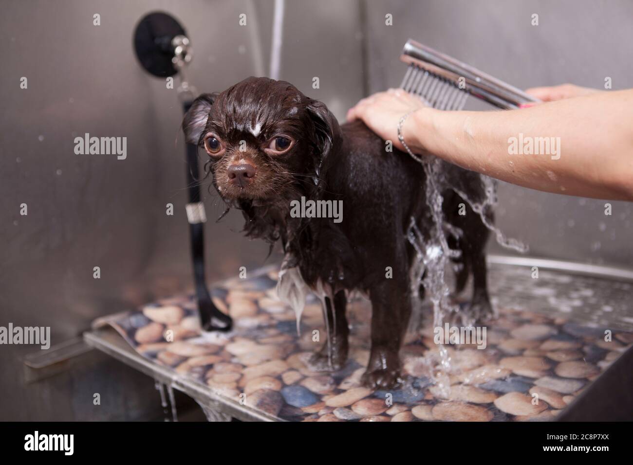 Joli petit chien regardant l'appareil photo tout en professionnel groomer le bain Banque D'Images