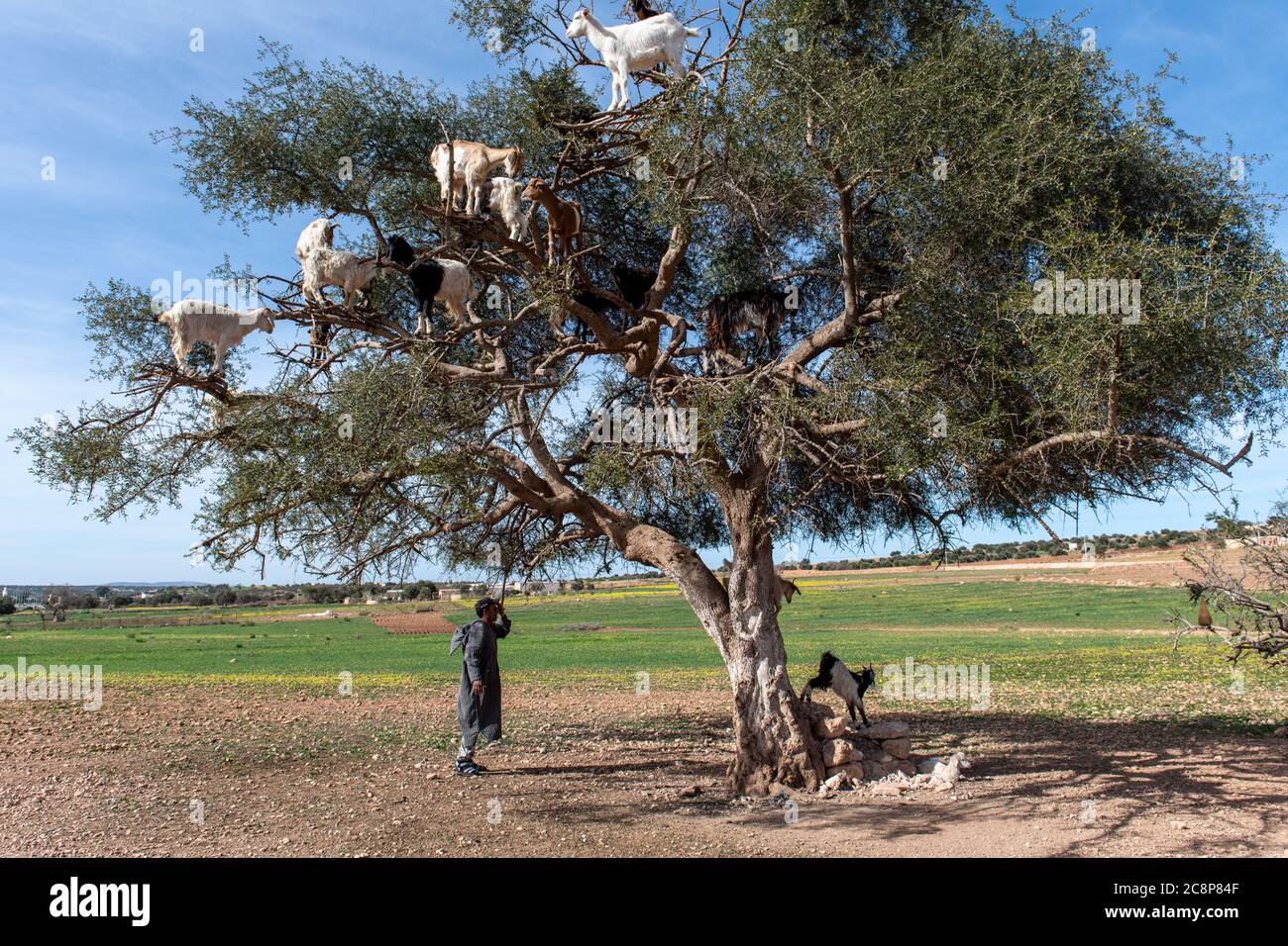 Chèvres se reposant dans l'arbre Argan (Argania spinosa) au Maroc Banque D'Images