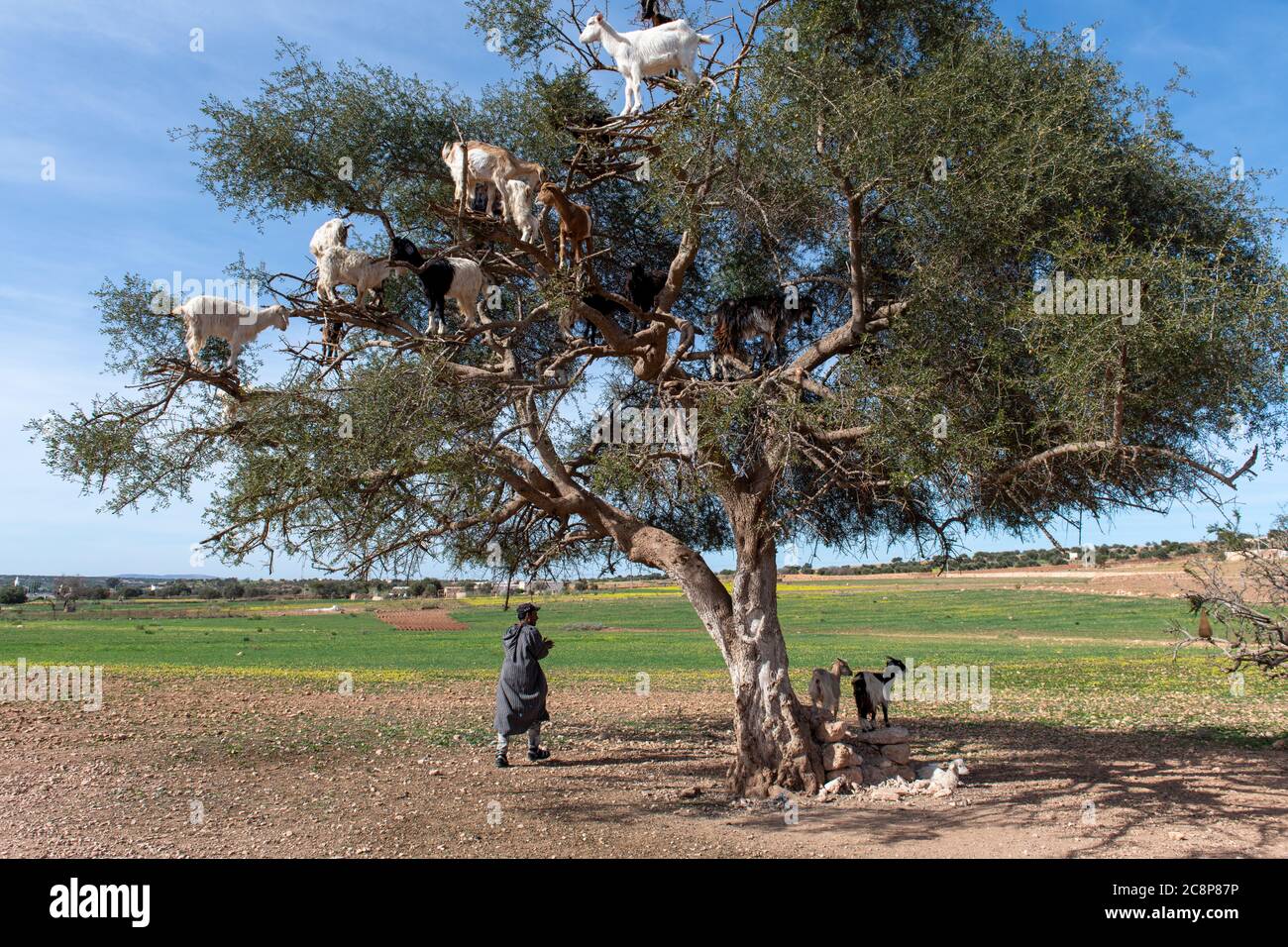 Chèvres se reposant dans l'arbre Argan (Argania spinosa) au Maroc Banque D'Images