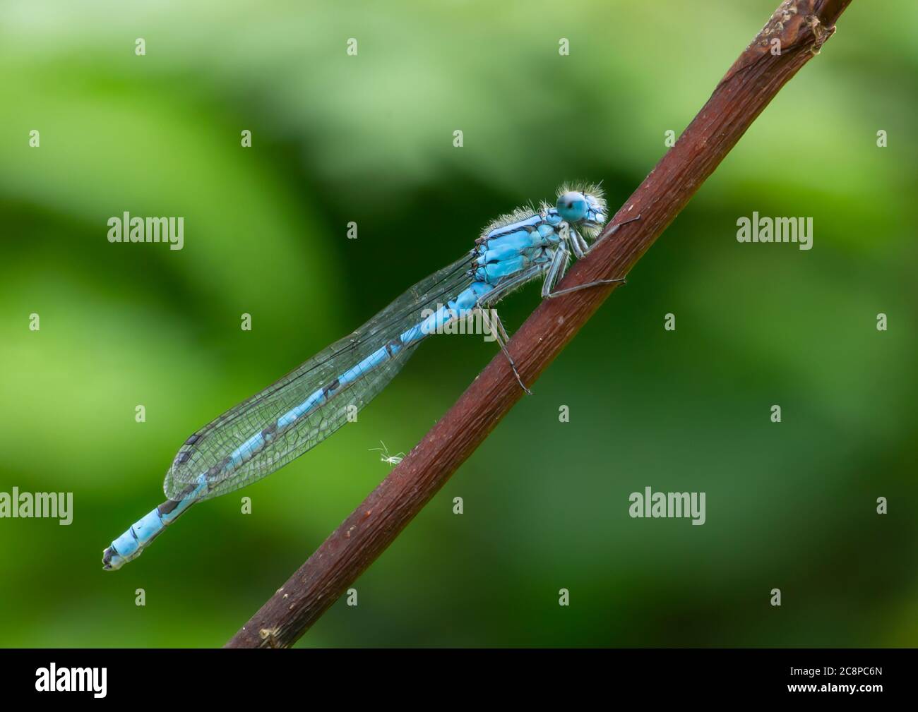 Une mouche Damselfly bleue mature reposant sur une branche mince. Banque D'Images