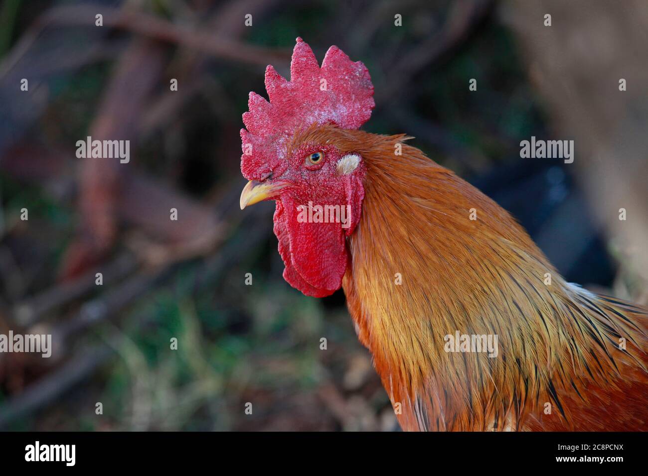 tête de coq en gros plan avec écusson Banque D'Images