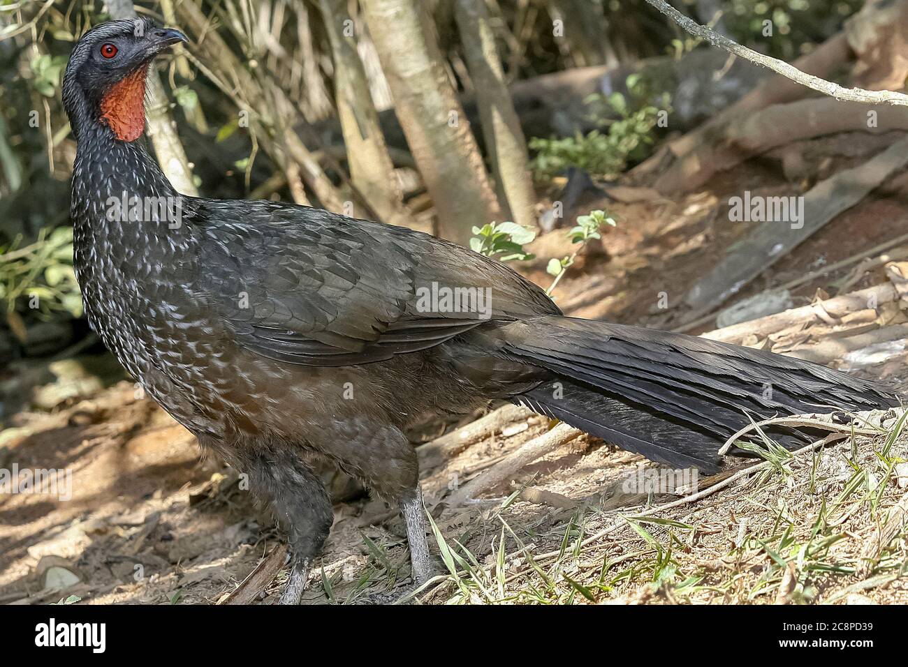 Tuyauterie à front noir guan, Penelope jacutinga, oiseau unique sur terre, Brésil Banque D'Images