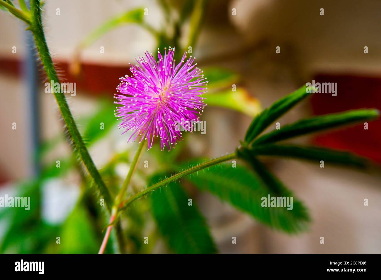 Un gros plan de Mimosa pudica (ne me touchez pas) plante florale Banque D'Images