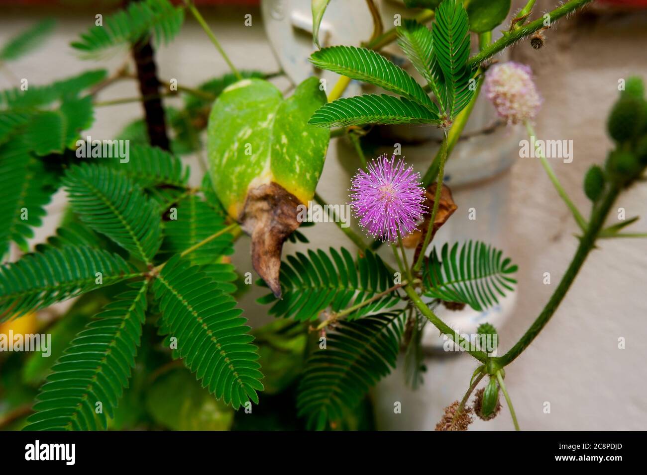 Un gros plan de Mimosa pudica (ne me touchez pas) feuilles et bourgeons de plantes de fleurs Banque D'Images