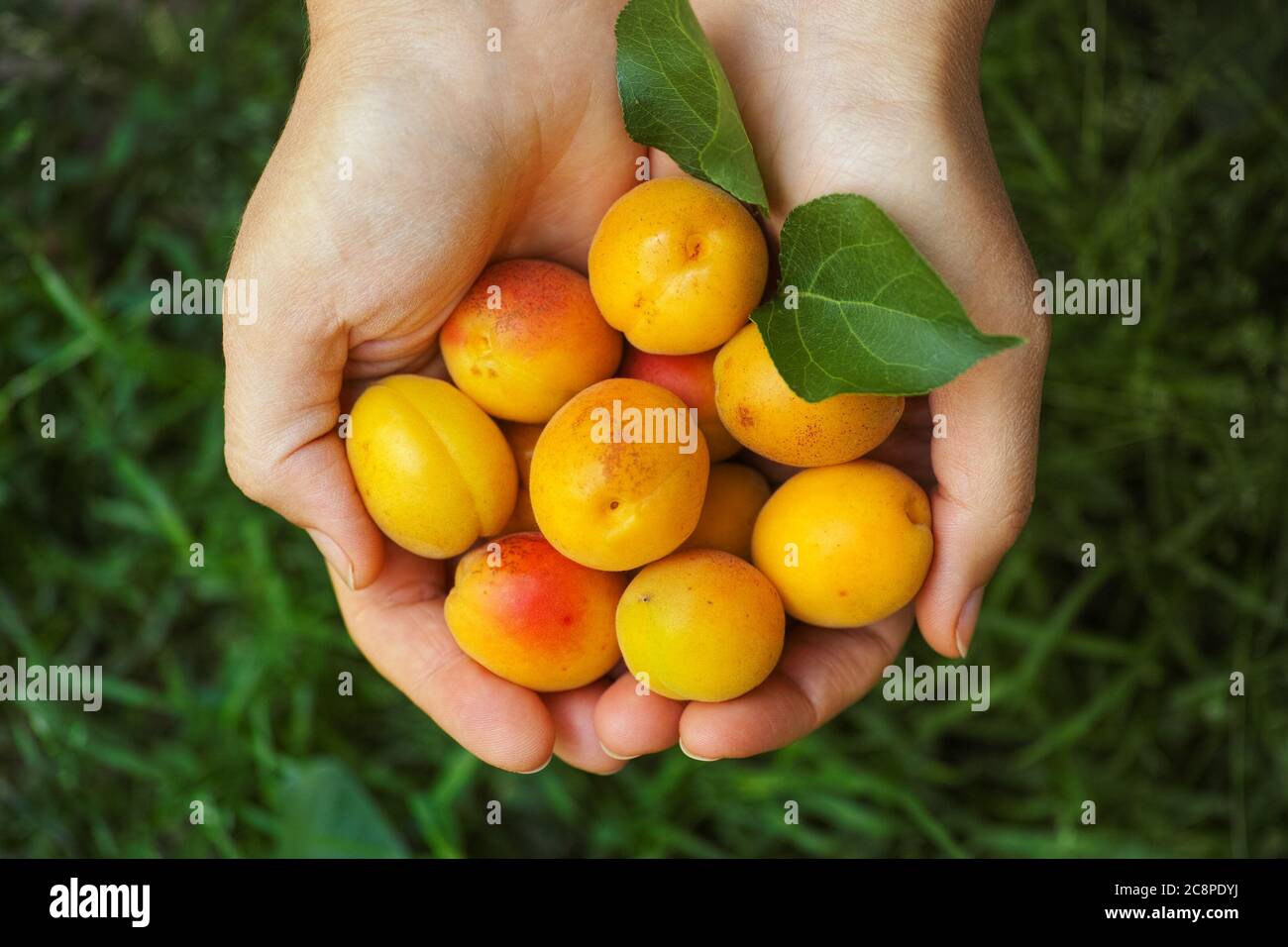 Abricots fraîchement récoltés dans les mains. Gros plan. Banque D'Images