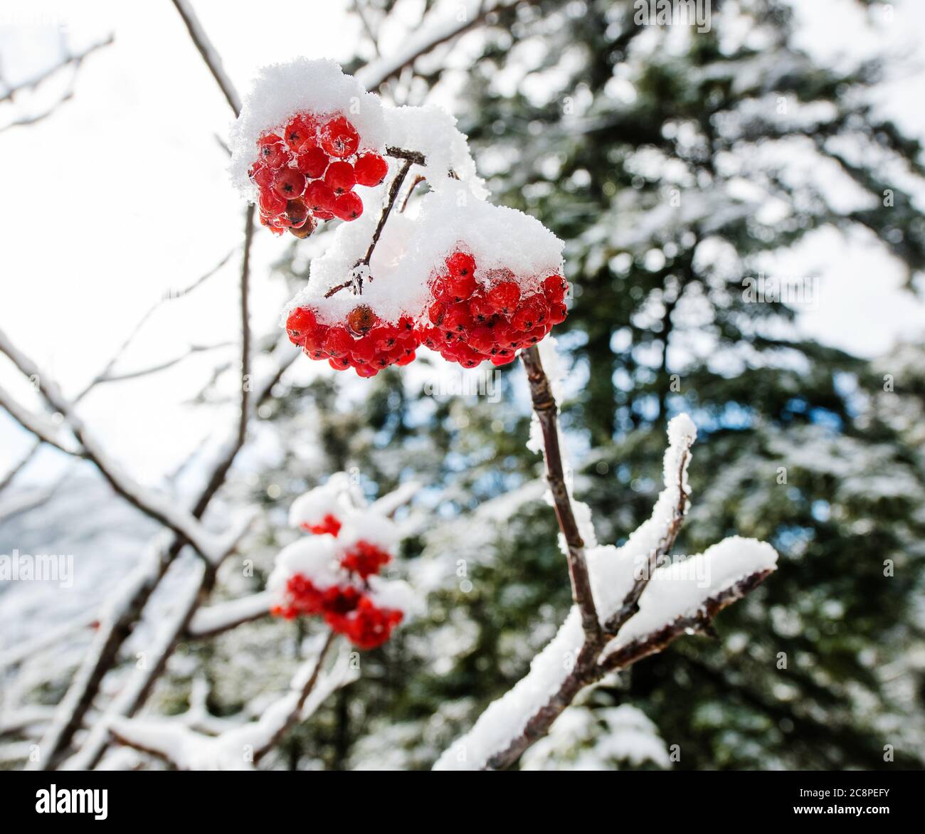 Baies d'hiver dans les montagnes blanches, New Hampshire Banque D'Images