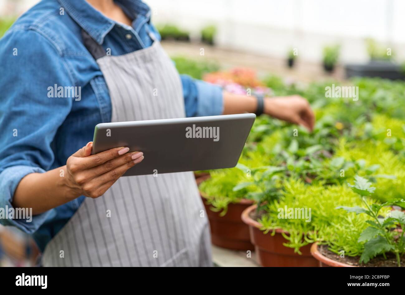 Soin moderne des plantes en serre intelligente. Fille dans le tablier vérifie les fleurs et regarde le comprimé Banque D'Images