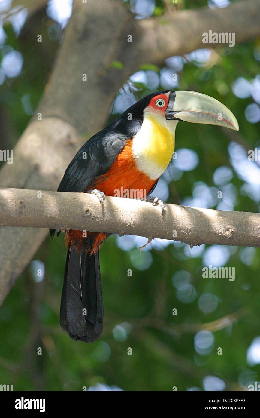 Toucan repose sur l'arbre, membres de la famille des Ramphatidae Banque D'Images